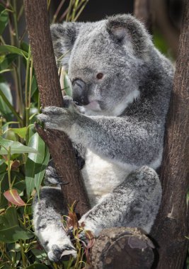 Koala Avustralya 'ya özgüdür ve sadece belli okaliptüs ağaçlarının yapraklarını yer.