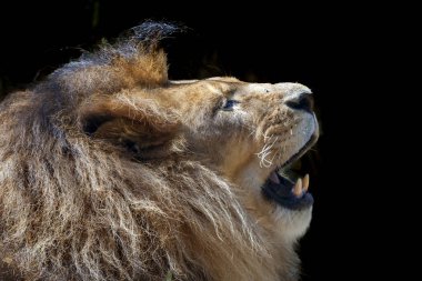Aslan uzun gövdeli, büyük kafalı ve kısa bacaklı, kaslı bir kedidir. Boyut ve görünüş cinsiyetler arasında oldukça farklılık gösterir.. 