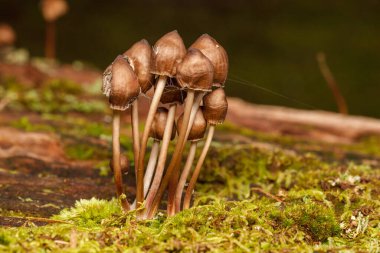 Yabani mantarlar yiyecek olarak elde edilir ama aynı zamanda zehirli de olabilir. Aynı zamanda birçok peri masalında da yer aldı..