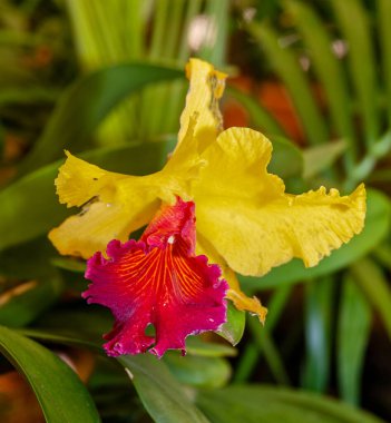 Oncidium orkideleri ilk olarak İsveçli botanikçi Olaf Swartz tarafından 1800 yılında resmî olarak tanımlanmıştır.