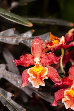 Oncidium orkideleri ilk olarak İsveçli botanikçi Olaf Swartz tarafından 1800 yılında resmî olarak tanımlanmıştır.