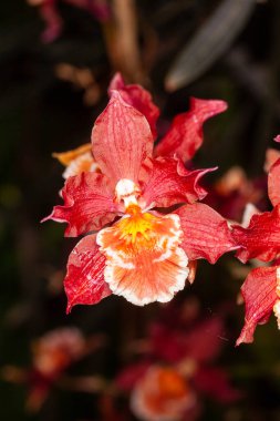 Oncidium orkideleri ilk olarak İsveçli botanikçi Olaf Swartz tarafından 1800 yılında resmî olarak tanımlanmıştır.