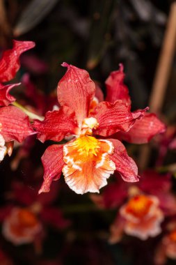 Oncidium orkideleri ilk olarak İsveçli botanikçi Olaf Swartz tarafından 1800 yılında resmî olarak tanımlanmıştır.