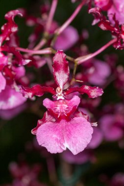 Oncidium orkideleri ilk olarak İsveçli botanikçi Olaf Swartz tarafından 1800 yılında resmî olarak tanımlanmıştır.