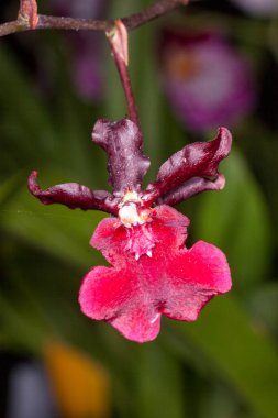 Oncidium orkideleri ilk olarak İsveçli botanikçi Olaf Swartz tarafından 1800 yılında resmî olarak tanımlanmıştır.