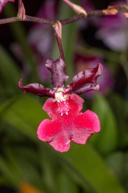 Oncidium orkideleri ilk olarak İsveçli botanikçi Olaf Swartz tarafından 1800 yılında resmî olarak tanımlanmıştır.