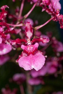 Oncidium orkideleri ilk olarak İsveçli botanikçi Olaf Swartz tarafından 1800 yılında resmî olarak tanımlanmıştır.