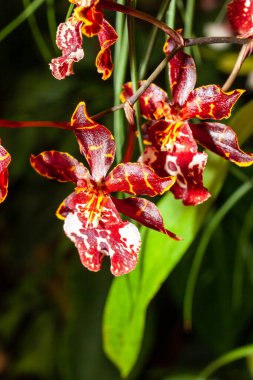 Oncidium orkideleri ilk olarak İsveçli botanikçi Olaf Swartz tarafından 1800 yılında resmî olarak tanımlanmıştır.