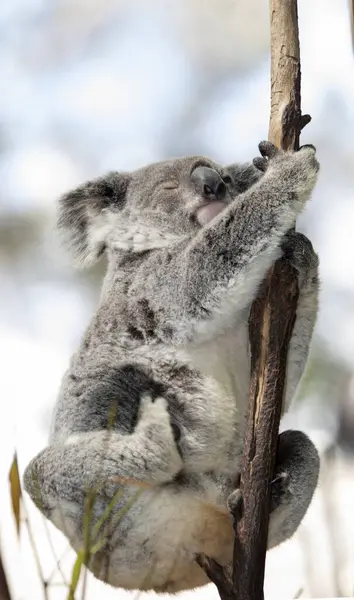 the koala bear is unique to Australia and eats only leaves of certain eucalyptus trees