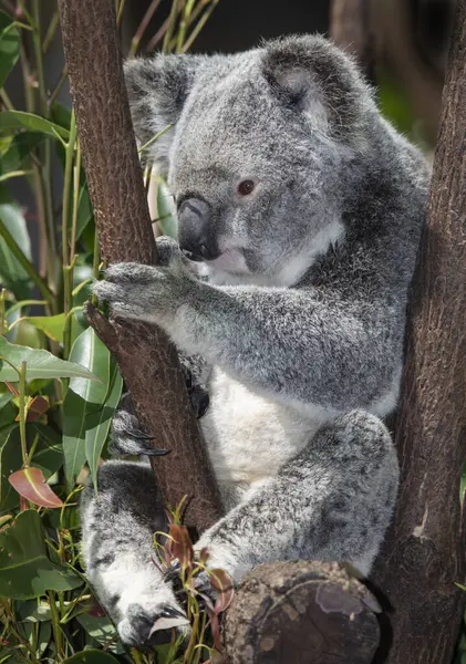 the koala bear is unique to Australia and eats only leaves of certain eucalyptus trees