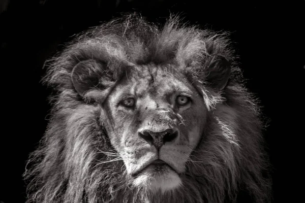 Lew Jest Dobrze Umięśnionym Kotem Długim Ciałem Dużą Głową Krótkimi — Zdjęcie stockowe