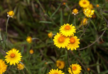 Göz kamaştırıcı, parlak renkli papatyalar bahar ve yaz başında Batı Avustralya 'da çiçek açıyor. Taze toplanmış ve kurutulmuş çiçekler genellikle bir düzende iki yıla kadar dayanır..