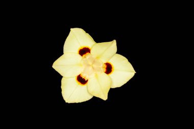 İki renkli diyet, Afrika zambağı ya da sarı yaban zambağı, uzun kılıç benzeri soluk yeşil yaprakları olan uzun ömürlü bir rizmetik bitkisidir.