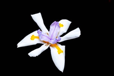 Dietes grandiflora (büyük vahşi iris), Iridaceae familyasının uzun, sert, kılıç benzeri yeşil yaprakları olan riyomatöz bir bitkidir..