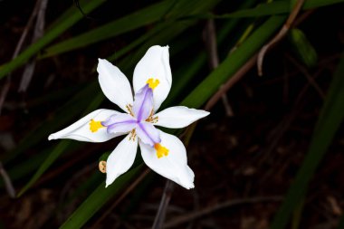 Dietes grandiflora (büyük vahşi iris), Iridaceae familyasının uzun, sert, kılıç benzeri yeşil yaprakları olan riyomatöz bir bitkidir..