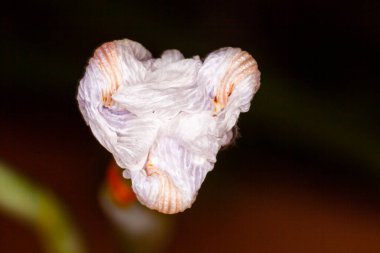 Dietes grandiflora (büyük vahşi iris), Iridaceae familyasının uzun, sert, kılıç benzeri yeşil yaprakları olan riyomatöz bir bitkidir..