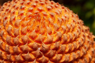 Cycas circinalis (Kraliçe sago olarak da bilinir) Güney Hindistan 'da yaşayan bir siklet türüdür. Cycas circinalis, Sri Lanka florası arasında bulunan tek jimnastik türü. Yiyecek ve ilaç..