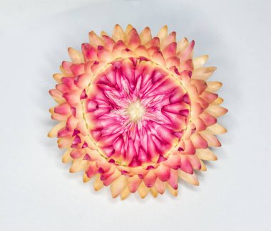 Göz kamaştırıcı, parlak renkli papatyalar bahar ve yaz başında Batı Avustralya 'da çiçek açıyor. Taze toplanmış ve kurutulmuş çiçekler genellikle bir düzende iki yıla kadar dayanır..