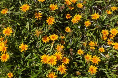 gazania bir aile bitki, Güney Afrika'ya yerli çiçekli bitkilerde cinsidir..