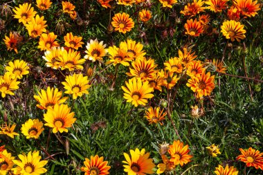 gazania bir aile bitki, Güney Afrika'ya yerli çiçekli bitkilerde cinsidir..