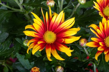 gazania bir aile bitki, Güney Afrika'ya yerli çiçekli bitkilerde cinsidir..