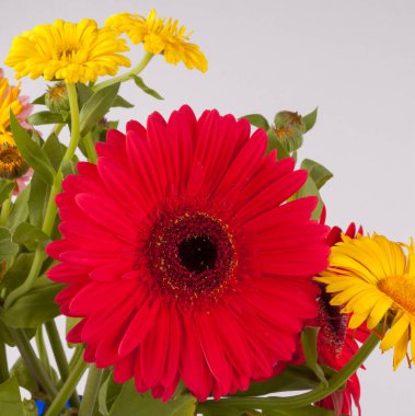 Gerbera türleri, 80 cm yüksekliğinde, tüylü taç takan, uzun ömürlü otlardır. Yaprakların hepsi rosette, eliptik, bütün ya da dişli kenar ya da fileto,