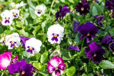 Bahçe ibnesi, Viola cinsinin Melanium, özellikle de Avrupa ve Batı Asya 'nın üç renkli bir kır çiçeği olan Viola cinsinin çeşitli türlerinden bir bahçe çiçeği olarak yetiştirilen bir tür büyük çiçekli bitkidir.