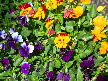 Bahçe ibnesi, Viola cinsinin Melanium, özellikle de Avrupa ve Batı Asya 'nın üç renkli bir kır çiçeği olan Viola cinsinin çeşitli türlerinden bir bahçe çiçeği olarak yetiştirilen bir tür büyük çiçekli bitkidir.