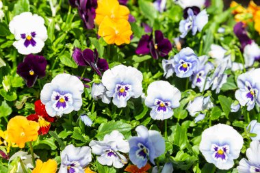 Bahçe ibnesi, Viola cinsinin Melanium, özellikle de Avrupa ve Batı Asya 'nın üç renkli bir kır çiçeği olan Viola cinsinin çeşitli türlerinden bir bahçe çiçeği olarak yetiştirilen bir tür büyük çiçekli bitkidir.