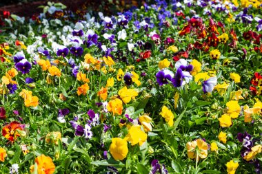 Bahçe ibnesi, Viola cinsinin Melanium, özellikle de Avrupa ve Batı Asya 'nın üç renkli bir kır çiçeği olan Viola cinsinin çeşitli türlerinden bir bahçe çiçeği olarak yetiştirilen bir tür büyük çiçekli bitkidir.
