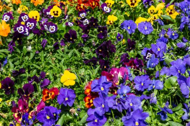 Bahçe ibnesi, Viola cinsinin Melanium, özellikle de Avrupa ve Batı Asya 'nın üç renkli bir kır çiçeği olan Viola cinsinin çeşitli türlerinden bir bahçe çiçeği olarak yetiştirilen bir tür büyük çiçekli bitkidir.