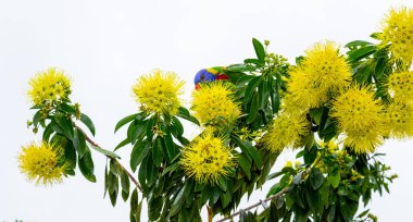 Xanthostemon chrysanthus, Myrtaceae familyasından Kuzey Doğu Queensland, Avustralya 'ya özgü bir ağaçtır..