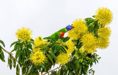 Xanthostemon chrysanthus, Myrtaceae familyasından Kuzey Doğu Queensland, Avustralya 'ya özgü bir ağaçtır..