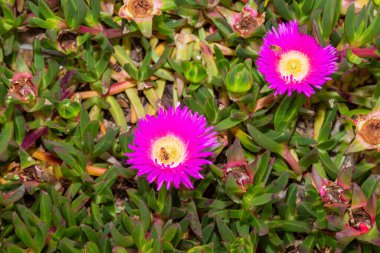 Domuzsurat, buz bitkisi, ekşi incir, Hottentot inciri ve clawberry olarak da bilinir, sulu yaprakları ve papatya benzeri büyük çiçekleri olan, yerde sürünen bir bitki cinsidir.