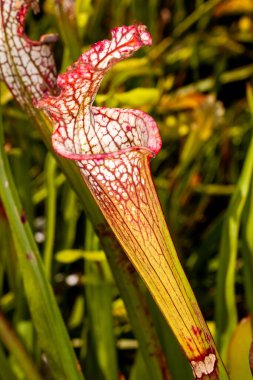 Hooker 's Pitcher-Pland, Borneo, Malezya, Singapur ve Sumatra ovalarında nispeten yaygın bir doğal melezdir. Nepent