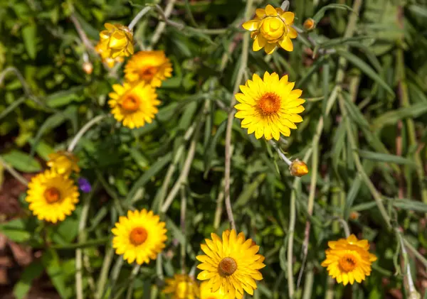 stock image Stunning, brightly coloured paper daisies in bloom in Spring and early Summer, in Western Australia. Freshly picked and dried flowers will often last up to two years in an arrangement.