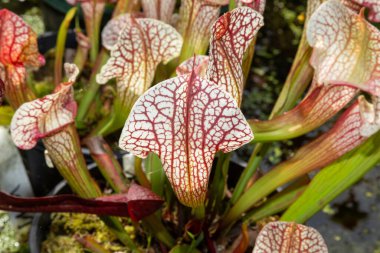 Hooker 's Pitcher-Plant Borneo, Malezya, Singapur ve Sumatra ovalarında nispeten yaygın bir doğal melezdir.. 