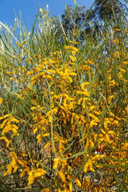 Altın Gıdak Acacia pycnantha Avustralya 'nın resmi çiçek amblemidir.