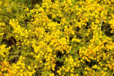 Altın Gıdak Acacia pycnantha Avustralya 'nın resmi çiçek amblemidir.