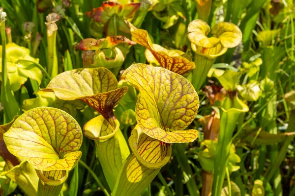 Hooker Pitcher Plant Relatively Common Natural Hybrid Found Throughout Lowlands Stock Picture