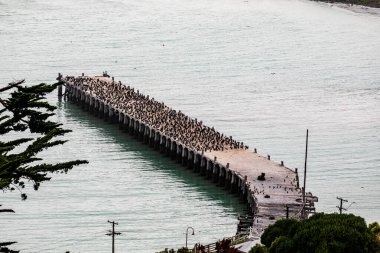 Karabataklar kıyıdaki kolonilere, ağaçlara, adalara ya da kayalıklara yuva yaparlar. Okyanus kuşları yerine kıyı kuşlarıdır ve bazıları iç sularda kolonileşmiştir. Oamaru iskelesi.