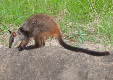 Orta büyüklükteki, genellikle renkli ve son derece çevik kaya vallabileri kayalık, engebeli ve sarp arazi gündüz sığınağı sağlayabilir.. 
