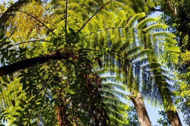 Ağaç eğreltiotları ağaç gibi eğreltiotlarıdır. Ağaç gövdesini yerden yükselterek onları ağaç haline getirir. Birçok mevcut ağaç eğreltiotu Cyatheales tarikatının üyesidir.