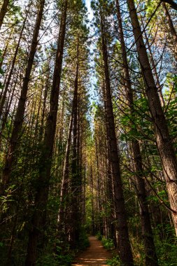Hanmer Springs Ormanı 'nda hayvan heykelleri olan bir sanat eseri var. Bu küçük çocuklu aileler için güzel bir kısa yürüyüş. Orman Meraklısı Wal olarak bilinir.