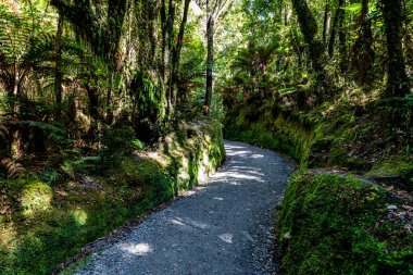 Yeni Zelanda, Madison Gölü 'ne yürürken eğrelti otları. Ağaç eğreltiotları ağaç gibi eğreltiotlarıdır. Ağaç gövdesini yerden yükselterek onları ağaç haline getirir. Birçok mevcut eğreltiotu Cyatheale tarikatının üyesidir.