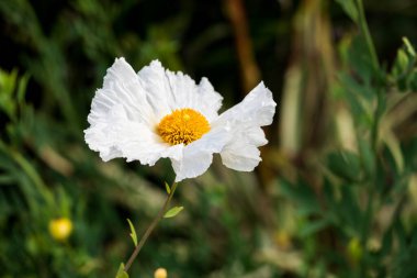 Tek başına narin bir haşhaş.