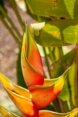 Heliconia, Heliconiaceae familyasından bir bitki cinsidir. Bilinen çoğu ca 194 türü tropikal Amerika 'ya özgüdür.,