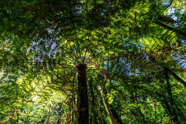 Папоротники деревьев являются древесно-подобными папоротниками, которые растут с стволом, поднимающим листву над уровнем земли, что делает их деревьями. Многие сохранившиеся папоротники являются членами порядка Cyatheales