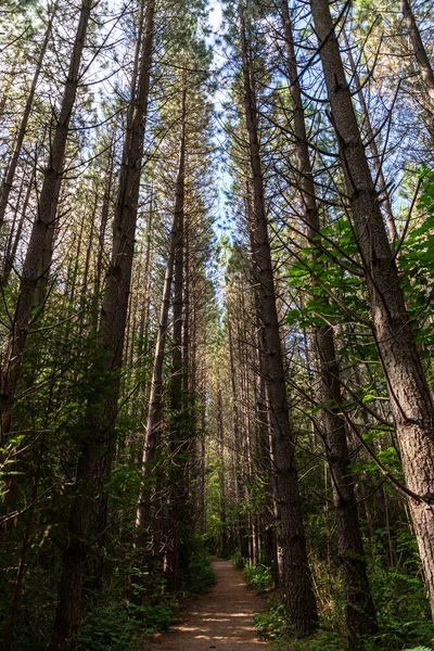 Hanmer Springs Ormanı 'nda hayvan heykelleri olan bir sanat eseri var. Bu küçük çocuklu aileler için güzel bir kısa yürüyüş. Orman Meraklısı Wal olarak bilinir.