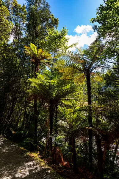 The tree ferns are arborescent (tree-like) ferns that grow with a trunk elevating the fronds above ground level, making them trees. Many extant tree ferns are members of the order Cyatheales